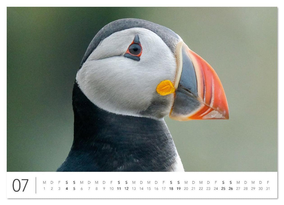 Magisches Island (CALVENDO Premium Wandkalender 2026)