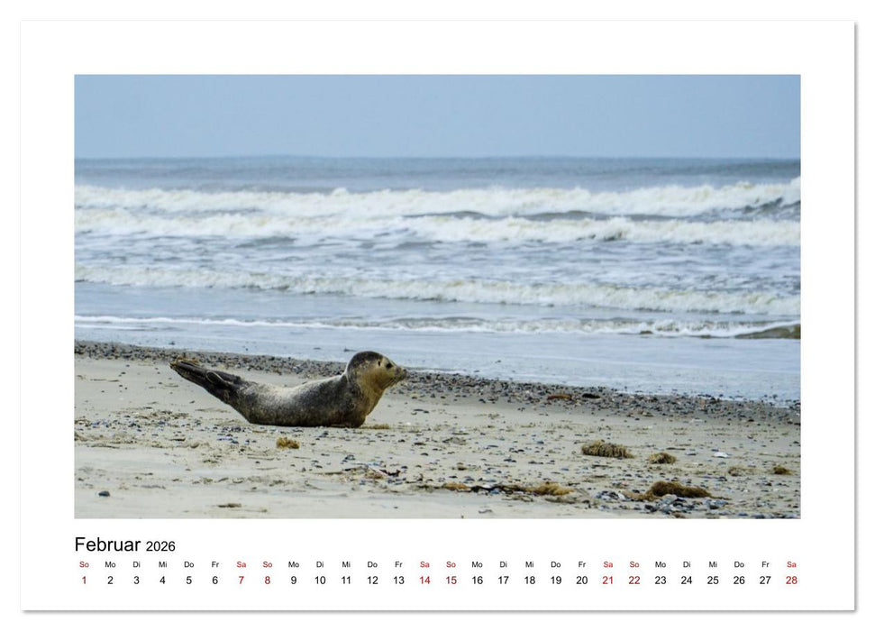 Juist Strandmomente (CALVENDO Wandkalender 2026)