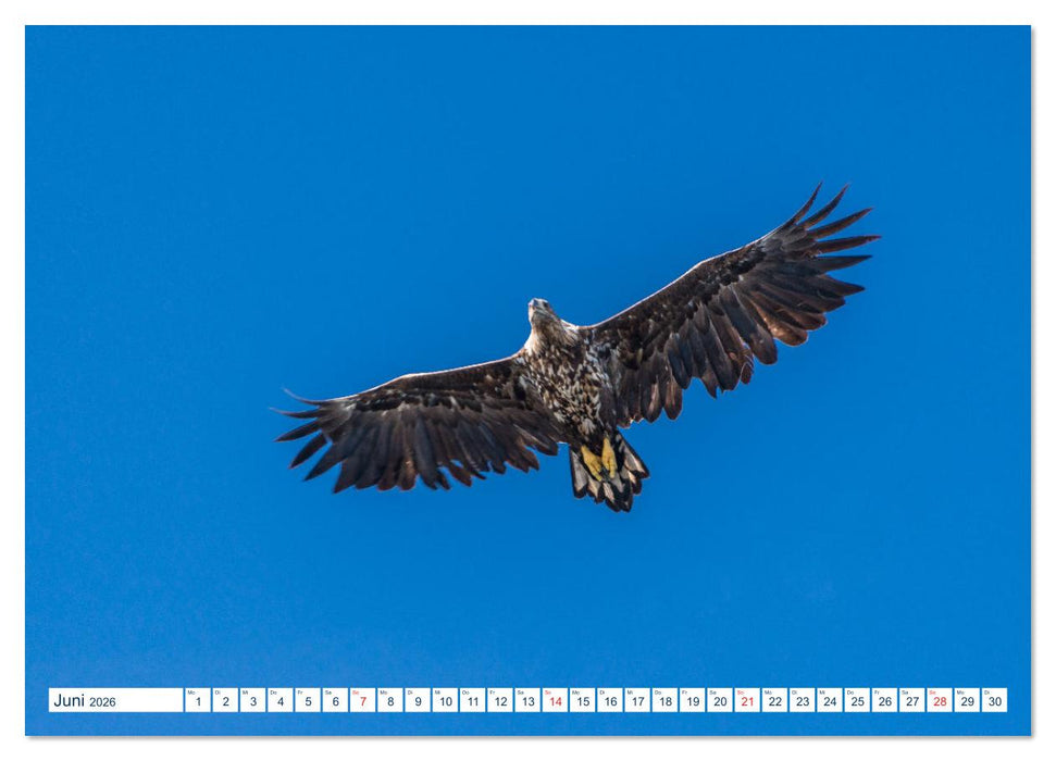 Lofoten Vesterålen (CALVENDO Premium Wandkalender 2026)