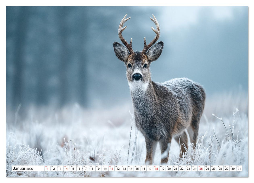 HIRSCHE UND REHE - Ein Jahr in freier Wildbahn (CALVENDO Wandkalender 2026)