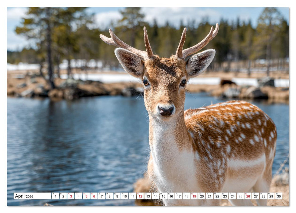 HIRSCHE UND REHE - Ein Jahr in freier Wildbahn (CALVENDO Wandkalender 2026)