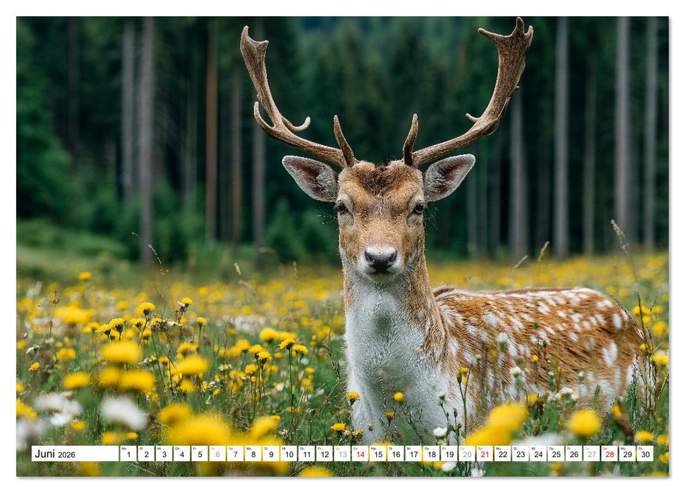 HIRSCHE UND REHE - Ein Jahr in freier Wildbahn (CALVENDO Wandkalender 2026)