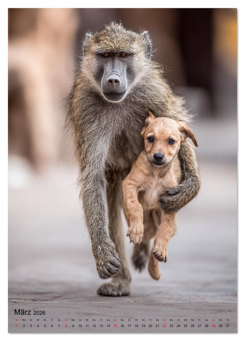 Verstohlene Affen - Lustige Diebestour für die ganze Familie (CALVENDO Wandkalender 2026)