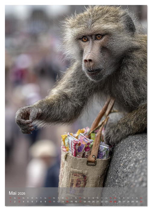 Verstohlene Affen - Lustige Diebestour für die ganze Familie (CALVENDO Wandkalender 2026)