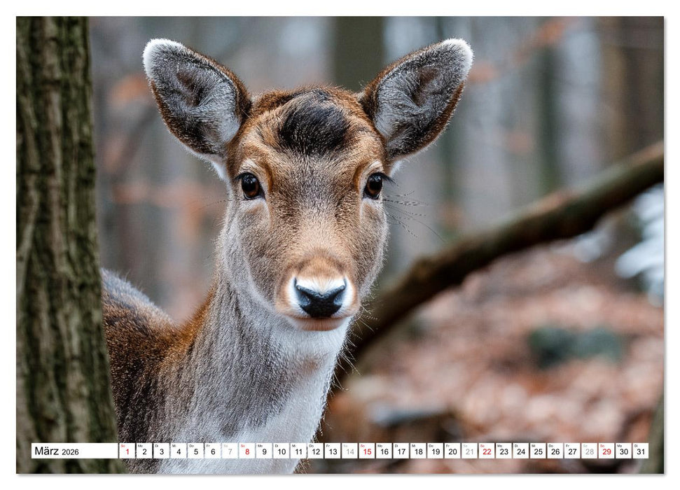 HIRSCHE UND REHE - Ein Jahr in freier Wildbahn (CALVENDO Premium Wandkalender 2026)