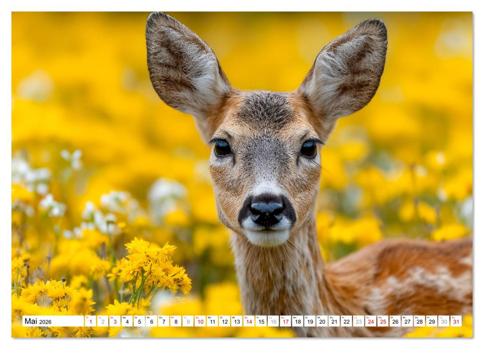 HIRSCHE UND REHE - Ein Jahr in freier Wildbahn (CALVENDO Premium Wandkalender 2026)