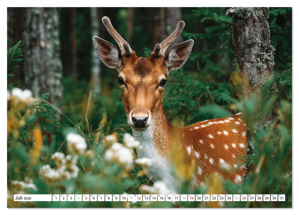HIRSCHE UND REHE - Ein Jahr in freier Wildbahn (CALVENDO Premium Wandkalender 2026)