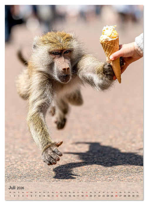 Verstohlene Affen - Lustige Diebestour für die ganze Familie (CALVENDO Premium Wandkalender 2026)