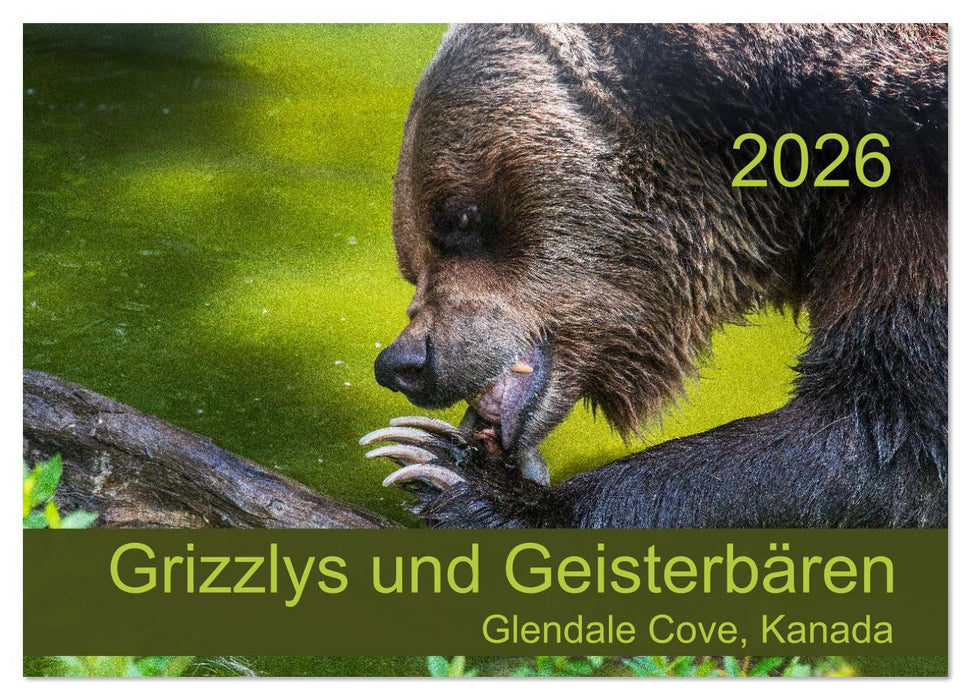 Grizzlys und Geisterbären - Glendale Cove, Kanada (CALVENDO Wandkalender 2026)