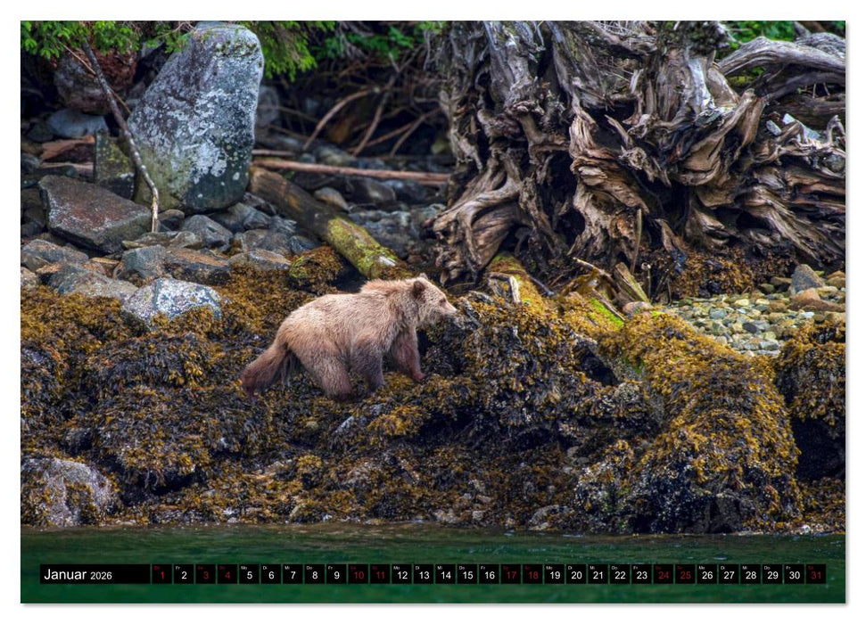 Grizzlys und Geisterbären - Glendale Cove, Kanada (CALVENDO Wandkalender 2026)