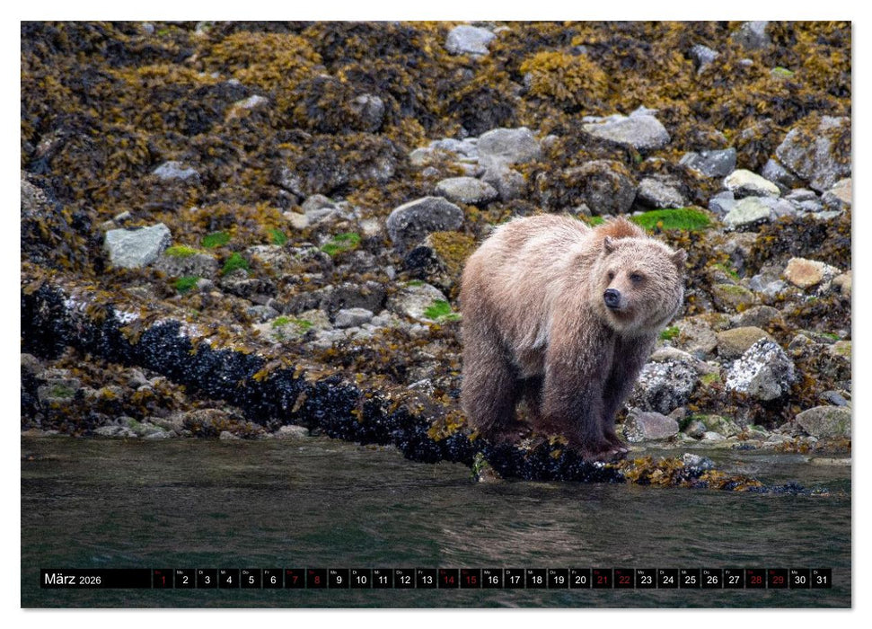 Grizzlys und Geisterbären - Glendale Cove, Kanada (CALVENDO Wandkalender 2026)