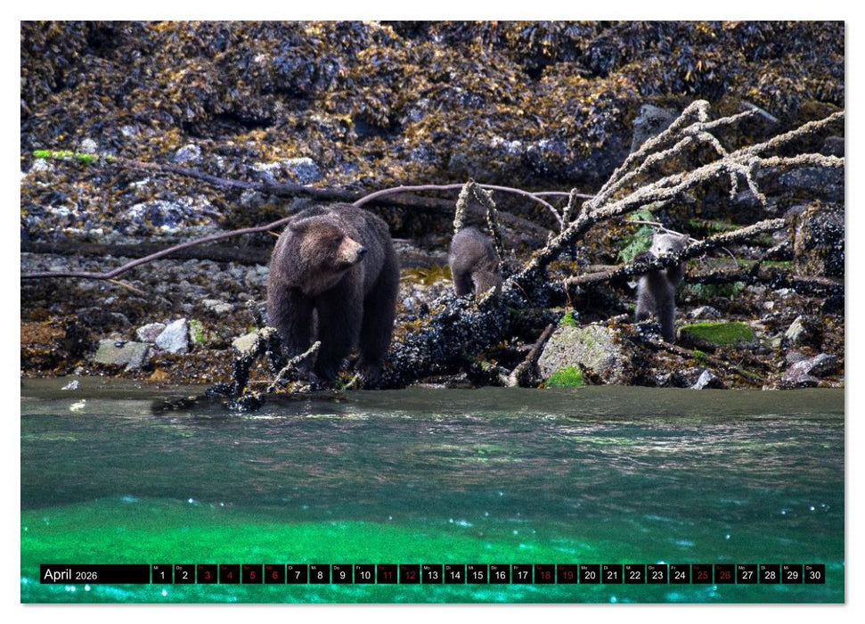 Grizzlys und Geisterbären - Glendale Cove, Kanada (CALVENDO Wandkalender 2026)