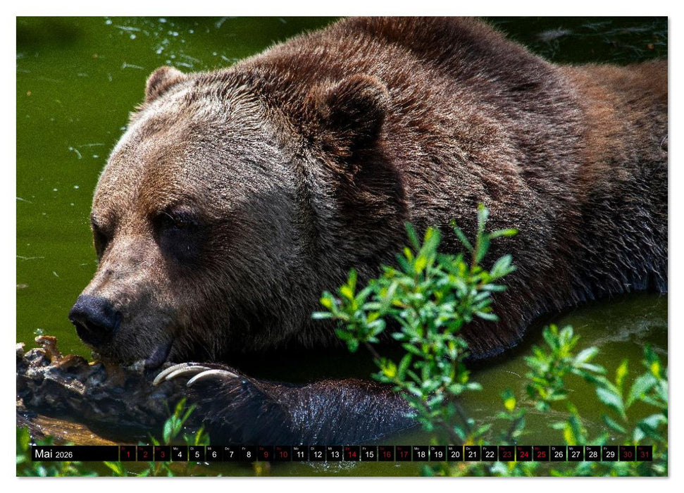 Grizzlys und Geisterbären - Glendale Cove, Kanada (CALVENDO Wandkalender 2026)