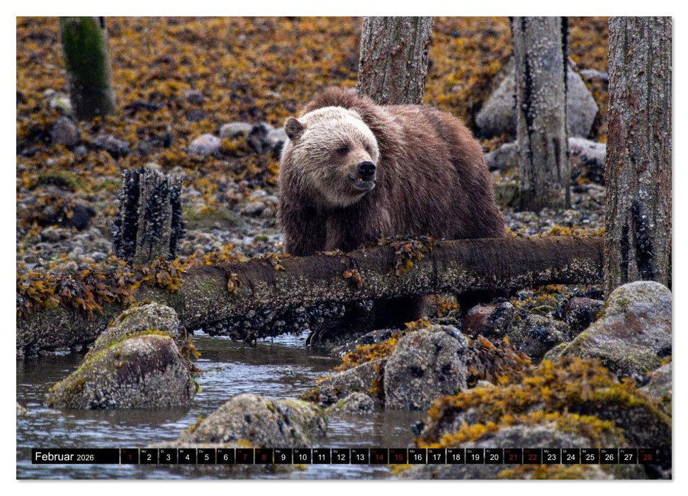 Grizzlys und Geisterbären - Glendale Cove, Kanada (CALVENDO Premium Wandkalender 2026)