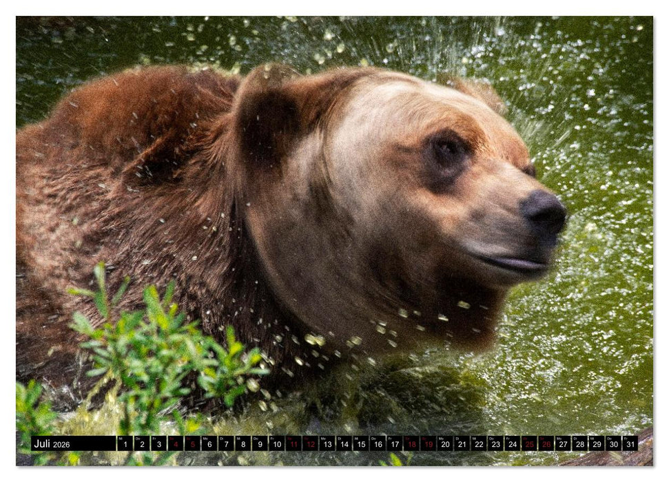 Grizzlys und Geisterbären - Glendale Cove, Kanada (CALVENDO Premium Wandkalender 2026)