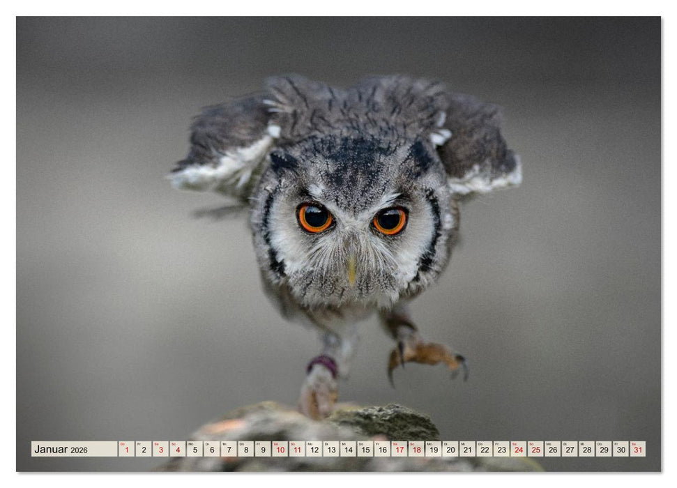 Eulen - schön und geheimnisvoll (CALVENDO Wandkalender 2026)