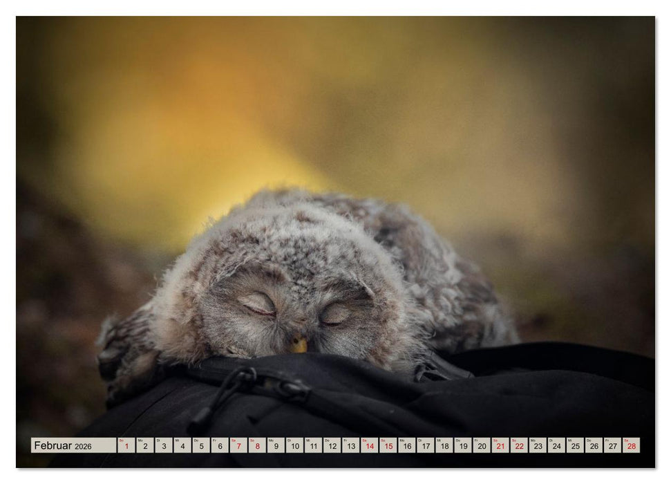 Eulen - schön und geheimnisvoll (CALVENDO Wandkalender 2026)