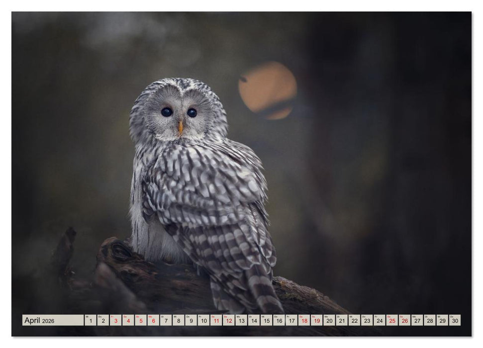 Eulen - schön und geheimnisvoll (CALVENDO Wandkalender 2026)