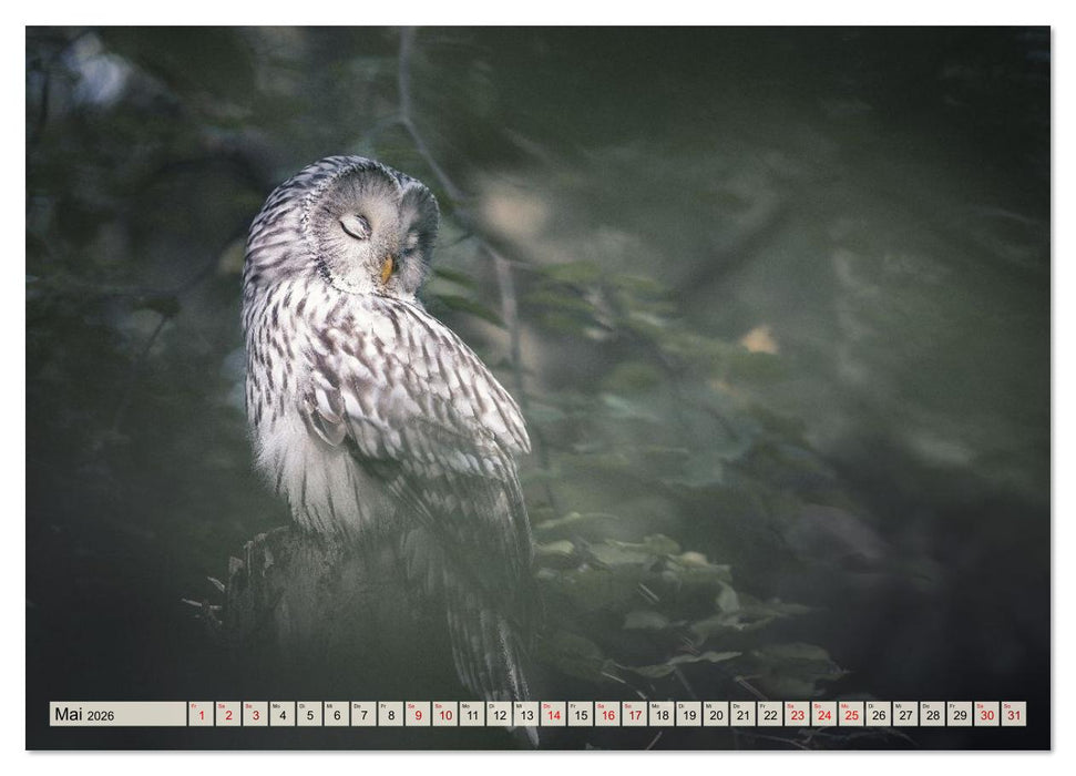 Eulen - schön und geheimnisvoll (CALVENDO Wandkalender 2026)