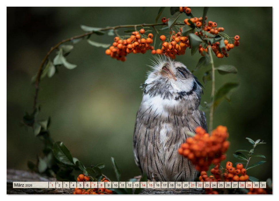 Eulen - schön und geheimnisvoll (CALVENDO Premium Wandkalender 2026)