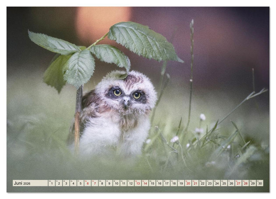 Eulen - schön und geheimnisvoll (CALVENDO Premium Wandkalender 2026)