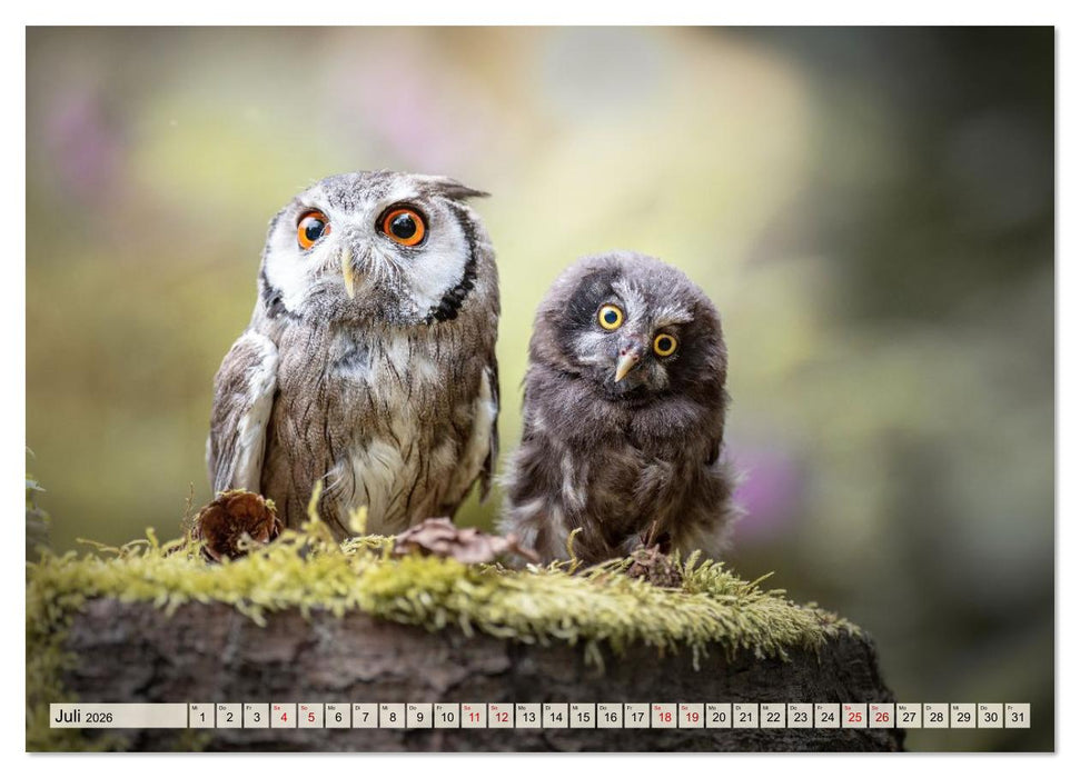 Eulen - schön und geheimnisvoll (CALVENDO Premium Wandkalender 2026)