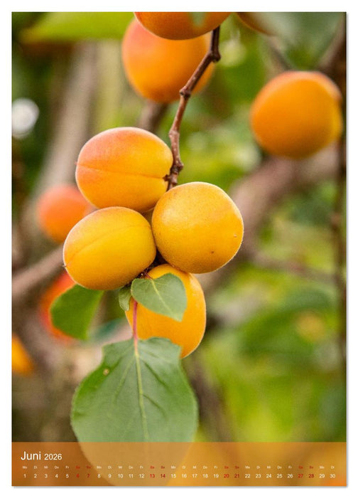 Faszinierende Wachau (CALVENDO Premium Wandkalender 2026)