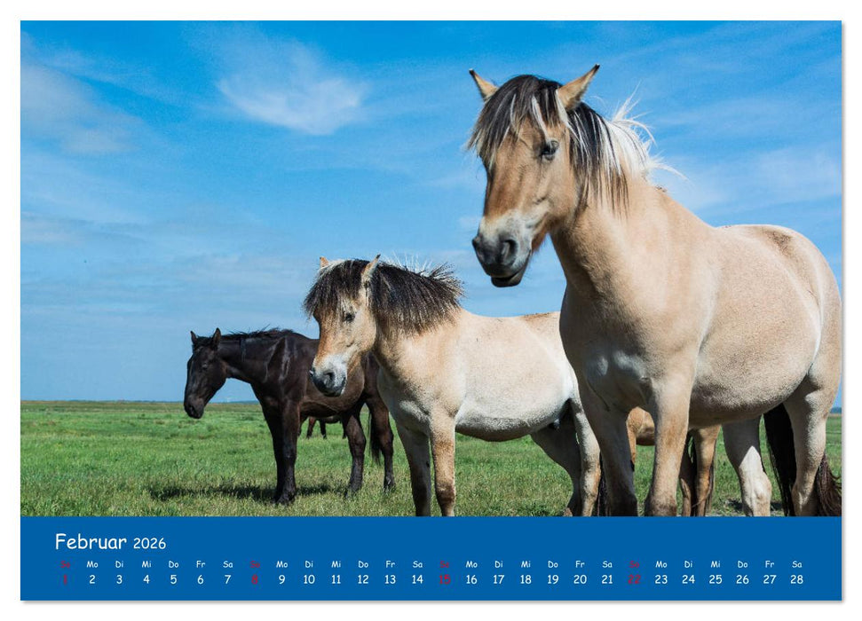Besuch auf Hiddensee (CALVENDO Premium Wandkalender 2026)