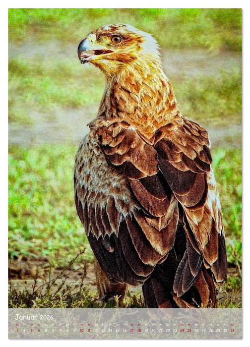 Adler in Afrika (CALVENDO Wandkalender 2026)