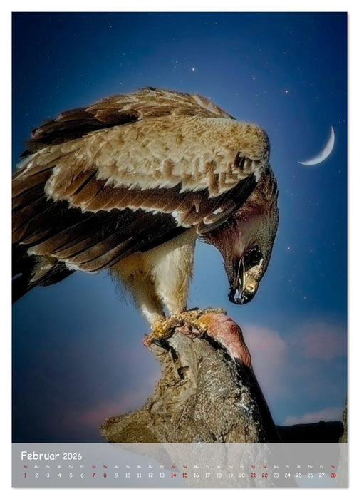 Adler in Afrika (CALVENDO Wandkalender 2026)