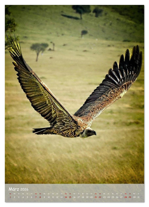 Adler in Afrika (CALVENDO Wandkalender 2026)
