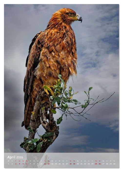 Adler in Afrika (CALVENDO Premium Wandkalender 2026)