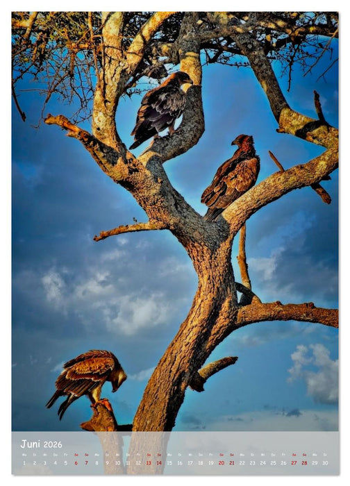 Adler in Afrika (CALVENDO Premium Wandkalender 2026)