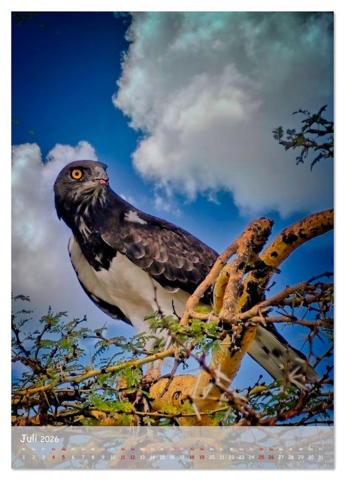 Adler in Afrika (CALVENDO Premium Wandkalender 2026)
