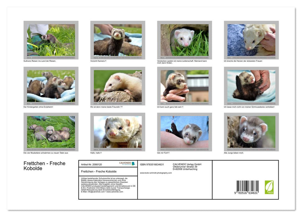 Frettchen - Freche Kobolde (CALVENDO Premium Wandkalender 2026)