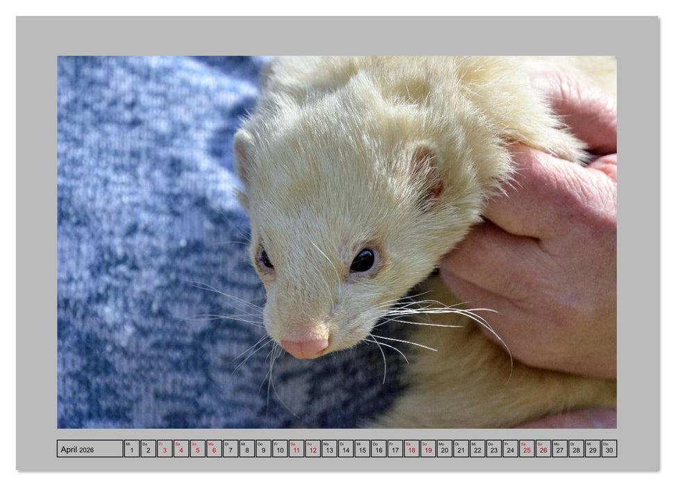 Frettchen - Freche Kobolde (CALVENDO Premium Wandkalender 2026)