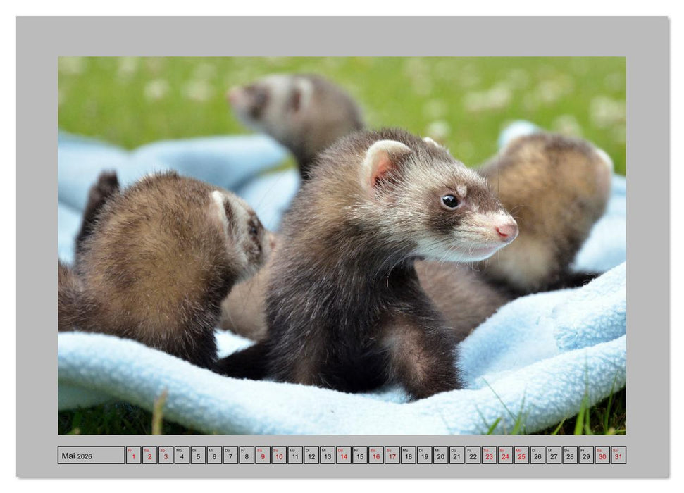 Frettchen - Freche Kobolde (CALVENDO Premium Wandkalender 2026)