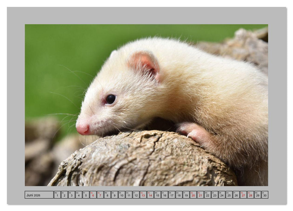 Frettchen - Freche Kobolde (CALVENDO Premium Wandkalender 2026)