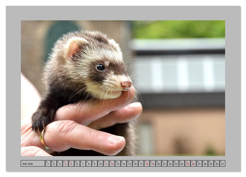 Frettchen - Freche Kobolde (CALVENDO Premium Wandkalender 2026)