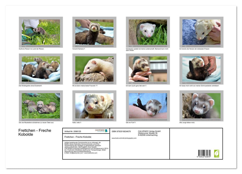 Frettchen - Freche Kobolde (CALVENDO Wandkalender 2026)