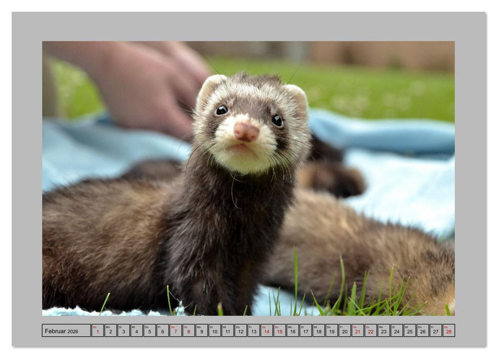 Frettchen - Freche Kobolde (CALVENDO Wandkalender 2026)