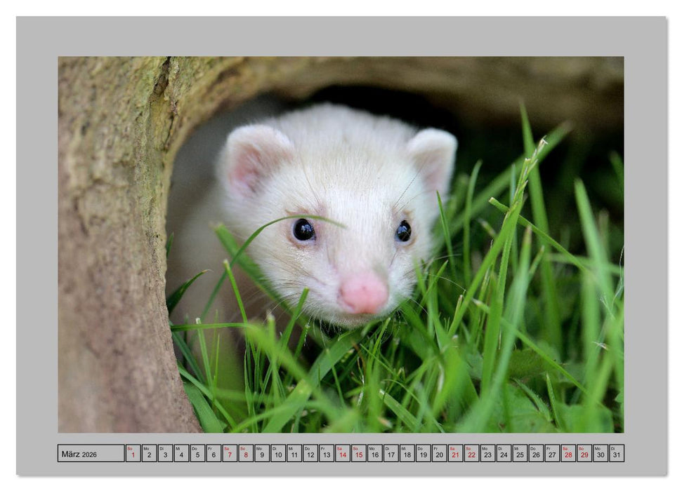 Frettchen - Freche Kobolde (CALVENDO Wandkalender 2026)