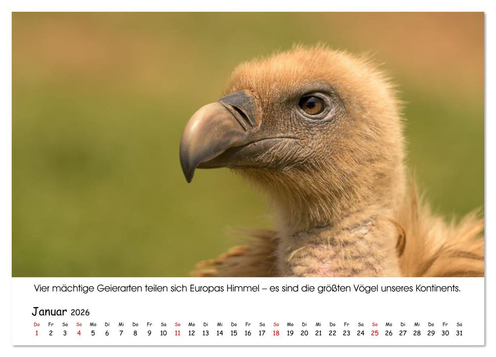 Die Geier sind los (CALVENDO Wandkalender 2026)