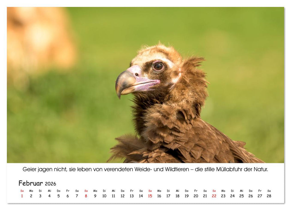 Die Geier sind los (CALVENDO Wandkalender 2026)