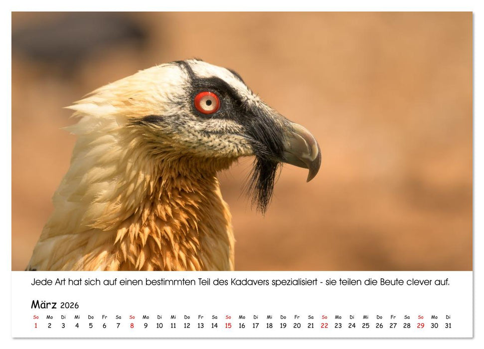 Die Geier sind los (CALVENDO Wandkalender 2026)