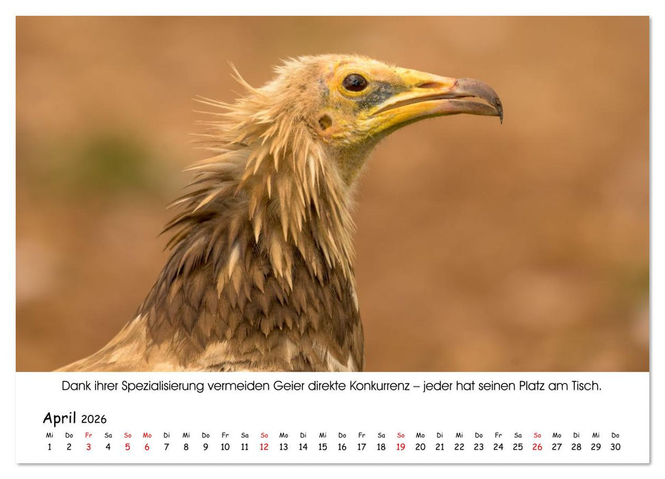 Die Geier sind los (CALVENDO Wandkalender 2026)