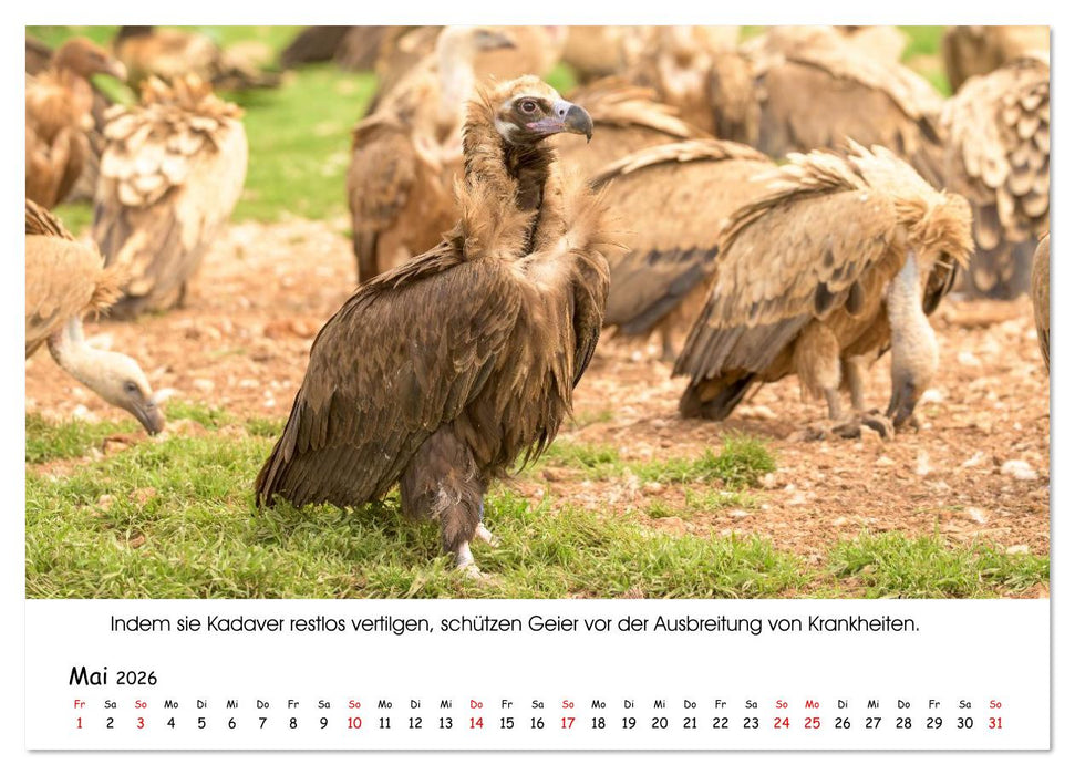 Die Geier sind los (CALVENDO Wandkalender 2026)