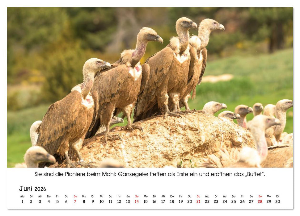 Die Geier sind los (CALVENDO Wandkalender 2026)