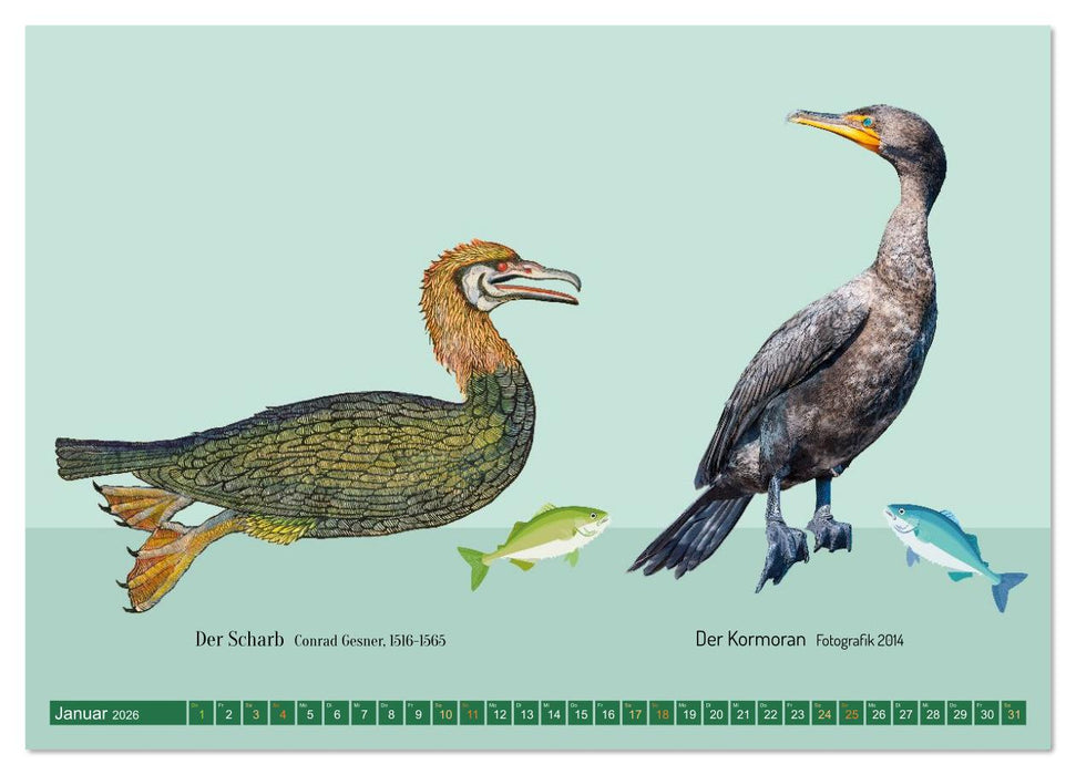 Vom Reiger zum Reiher (CALVENDO Wandkalender 2026)