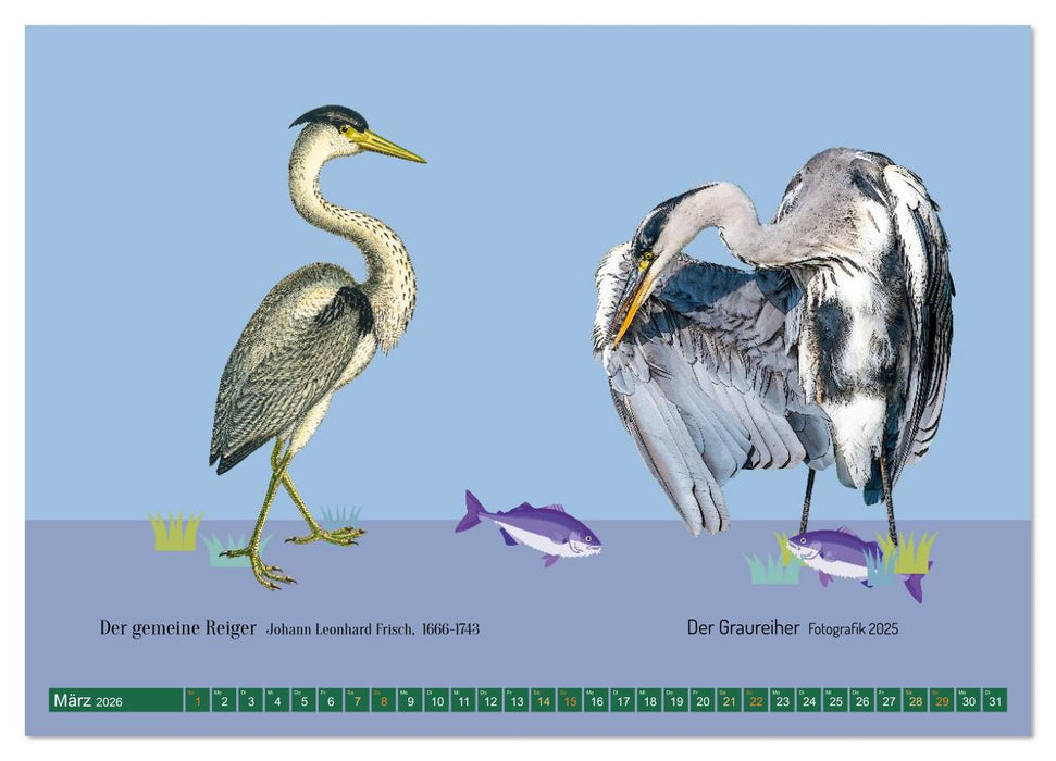 Vom Reiger zum Reiher (CALVENDO Wandkalender 2026)